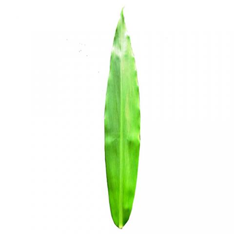 Zingiber officinale (Ginger) leaf