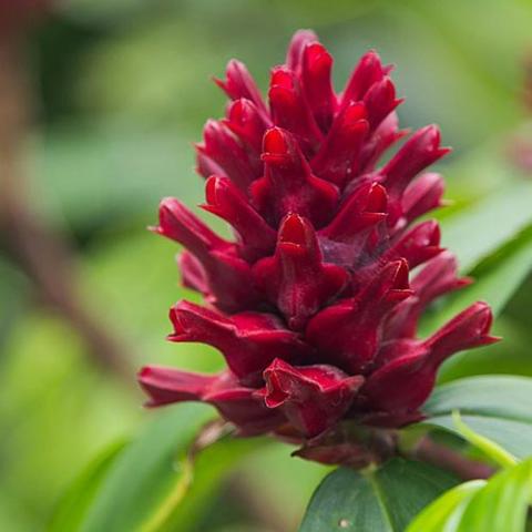 Zingiber officinale (Ginger) flower