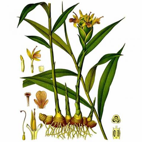 Zingiber officinale (Ginger) illustration
