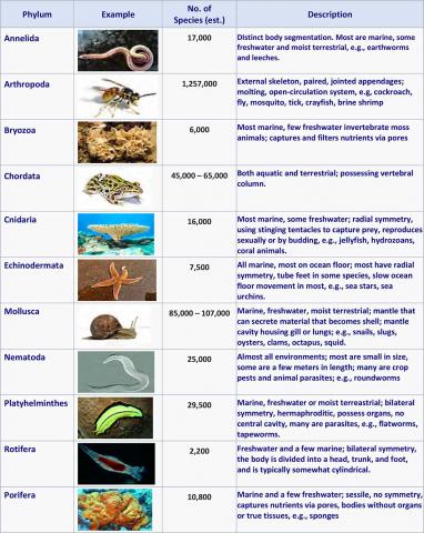 Animalia phyla - number of species