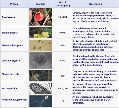 Fungi phyla - approx. number of species