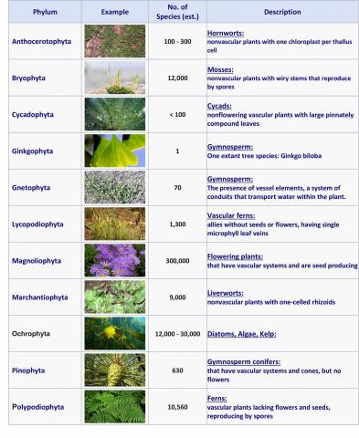 Plantae phyla - number of species