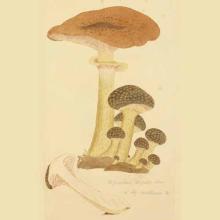 Armillaria mellea (Honey fungus) illustration