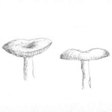 Fungi Cap Shape: depressed
