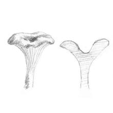 Fungi Cap Shape: infundibuliform
