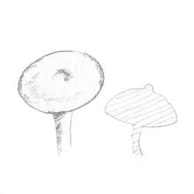 Fungi Cap Shape: umbonate