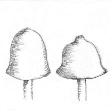 Fungi-ID Cap-Shape: campanulate