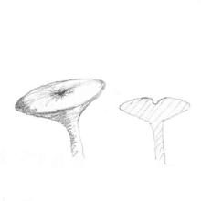Fungi-ID Cap-Shape: umbilicate