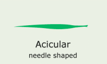 Leaf-Shape: acicular