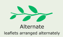 Leaf-Shape: alternate