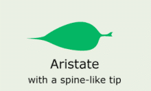 Leaf-Shape: aristate