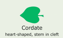 Leaf-Shape: chordate
