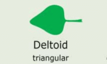 Leaf-Shape: deltoid