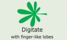 Leaf-Shape: digitate