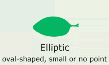 Leaf Shape: elliptic