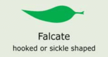 Leaf Shape: falcate