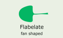 Leaf Shape: flabelate