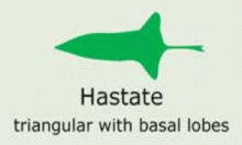 Leaf Shape: hastate