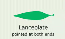 Leaf-Shape: lanceolate