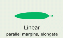 Leaf Shape: linear