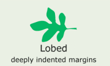 Leaf Shape: lobed