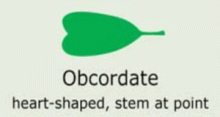 Leaf Shape: obcordate