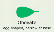Leaf Shape: obovate