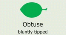 Leaf Shape: obtuse