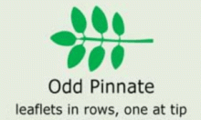 Plantae-ID Leaf-Shape: odd-pinnate