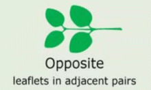 Leaf Shape: opposite