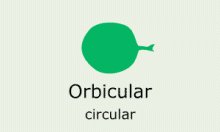Leaf Shape: orbicular