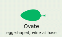 Leaf Shape: ovate