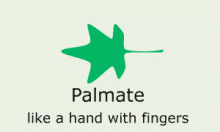 Plantae-ID Leaf-Shape: palmate