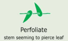 Plantae-ID Leaf-Shape: perfoliate