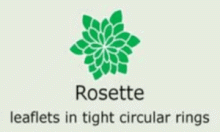 Plantae-ID Leaf-Shape: rosette