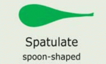Plantae-ID Leaf-Shape: spatulate