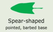 Plantae-ID Leaf-Shape: spear-shaped