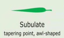 Plantae-ID Leaf-Shape: subulate