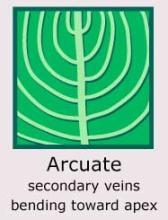 Plantae-ID Leaf-Venation: arcuate