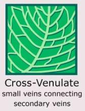 Plantae-ID Leaf-Venation: cross-venulate