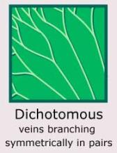 Plantae-ID Leaf-Venation: dichotomous