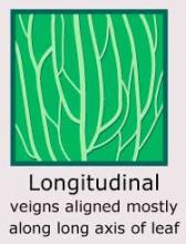Plantae-ID Leaf-Venation: longitudinal