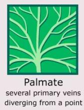 Plantae-ID Leaf-Venation: palmate