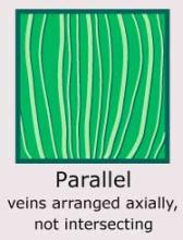 Plantae-ID Leaf-Venation: parallel