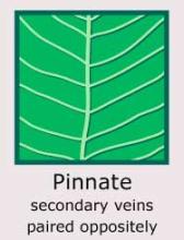Plantae-ID Leaf-Venation: pinnate
