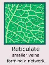 Plantae-ID Leaf-Venation: reticulate