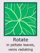 Plantae-ID Leaf-Venation: rotate