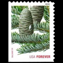 United States postage - Abies balsamea (Balsam Fir)