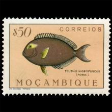 Mozambique postage - Acanthurus nigrofuscus (Brown surgeonfish)