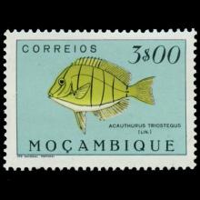 Mozambique postage - Acanthurus triostegus (Convict surgeonfish)